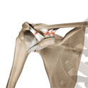 Acromioclavicular Joint (AC) Joint Reconstruction